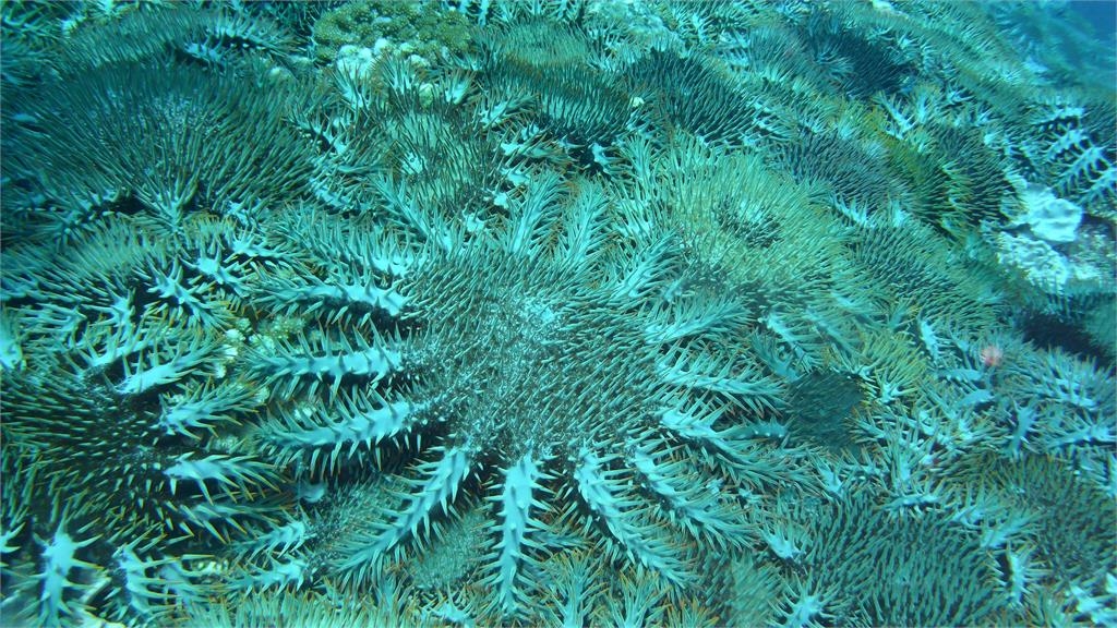 異言堂／無懼鬼月下水抓「鬼」 潛水員為「牠」冒夜移除棘冠海星