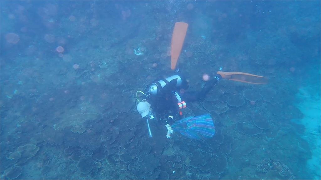 異言堂／無懼鬼月下水抓「鬼」 潛水員為「牠」冒夜移除棘冠海星