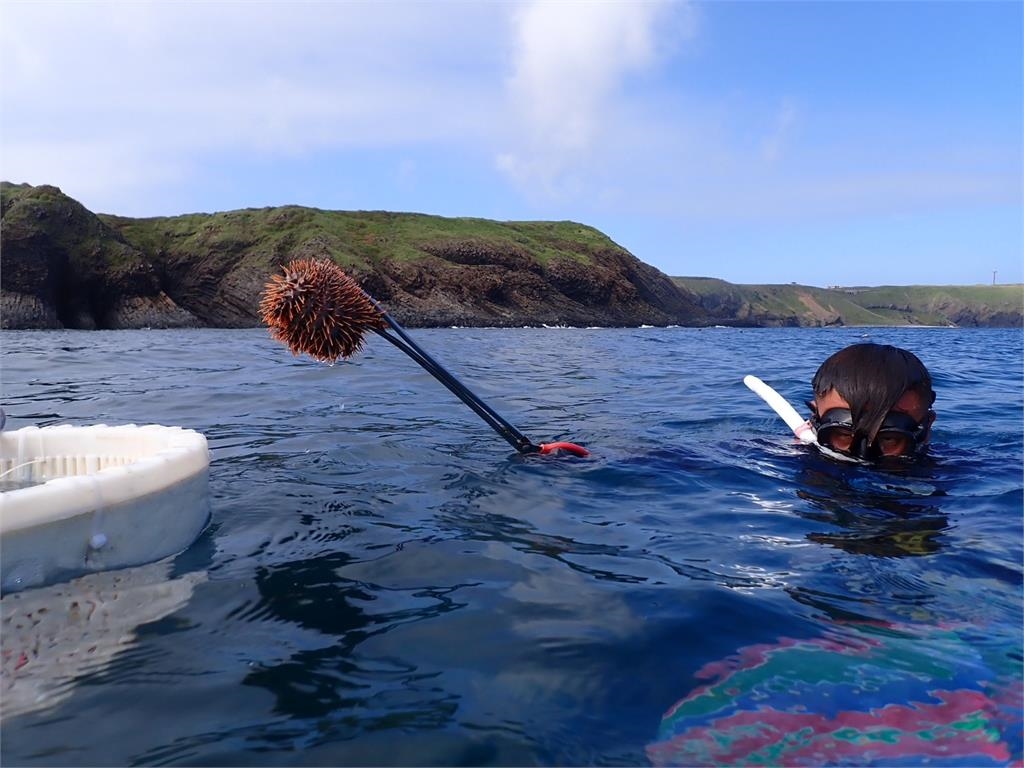 異言堂(影)／無懼鬼月下水抓「鬼」  潛水員為「牠」冒夜移除棘冠海星