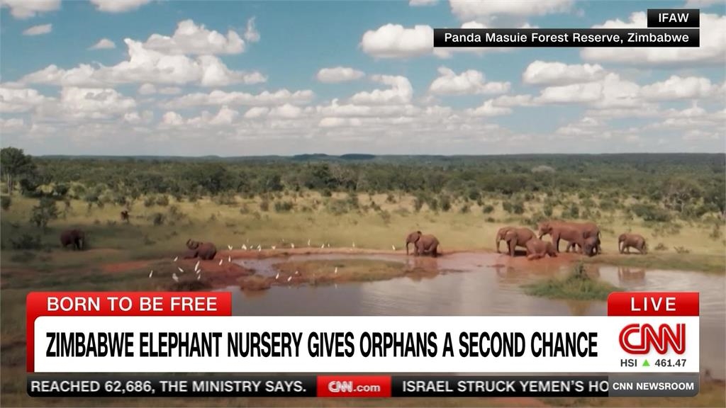孤兒象有家了！　辛巴威「零圈養」小象托兒所　助幼象重回自然