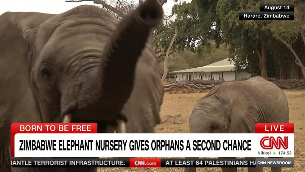 孤兒象有家了！　辛巴威「零圈養」小象托兒所　助幼象重回自然
