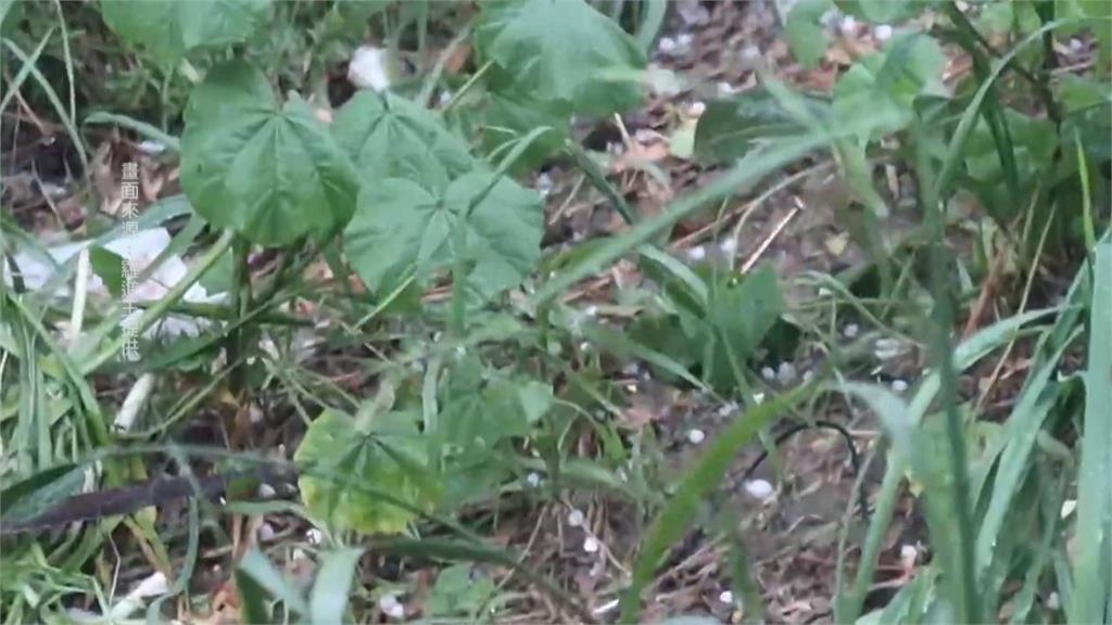 冰雹頻繁襲擊大梨山！　農民憂農作物遭砸傷受損