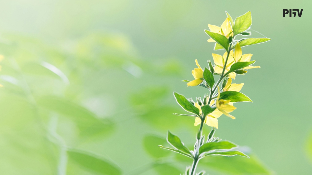 別再誤以為「天然」就等於安全！產品安全的關鍵在於成分劑量