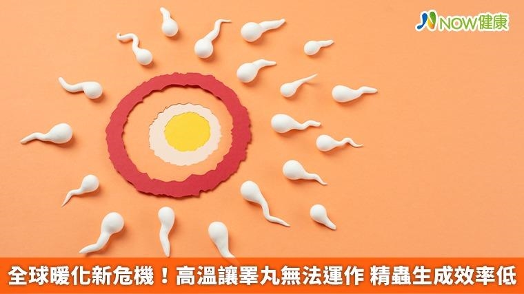 全球暖化新危機！高溫讓睪丸無法運作 精蟲生成效率低