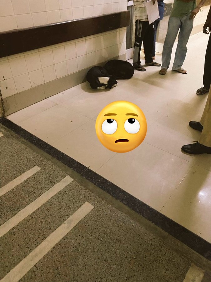 醫院驚見流浪狗「叼嬰兒斷頭」閒晃　駭人景象「嚇壞病患」驚險畫面全曝光