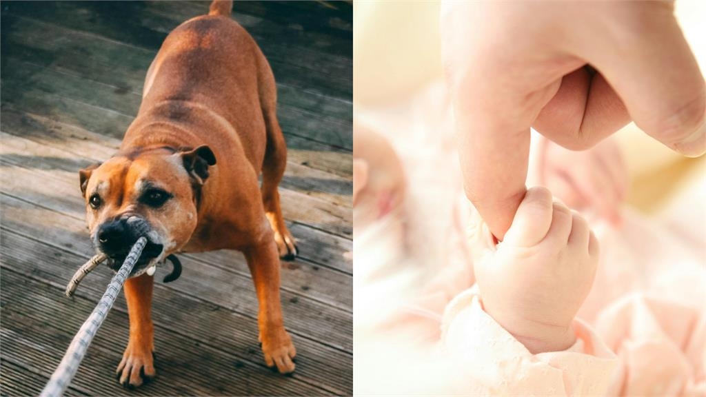 醫院驚見流浪狗「叼嬰兒斷頭」閒晃　駭人景象「嚇壞病患」驚險畫面全曝光