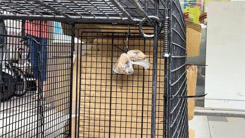 高雄鼓山設誘捕籠「抓猴」 已成功誘捕第三隻