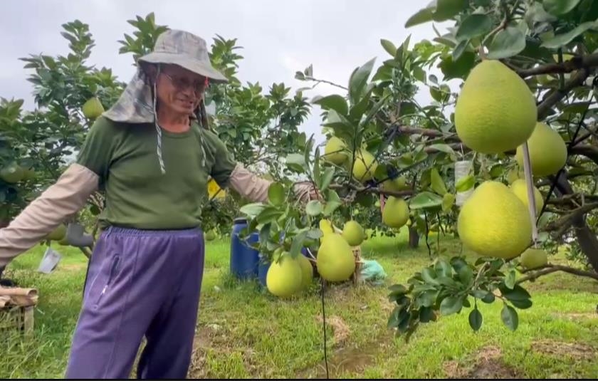 斗六文旦挺過颱風重創　甜度品質佳且不漲價