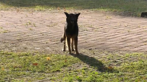 基隆公托驚險！浪浪追車險釀意外　家長老師齊聲陳情