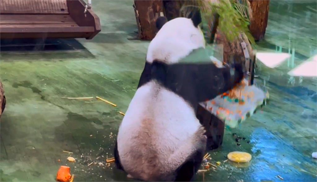 大貓熊「圓圓」迎21歲生日　照往例推倒蛋糕　粉絲驚呼超萌