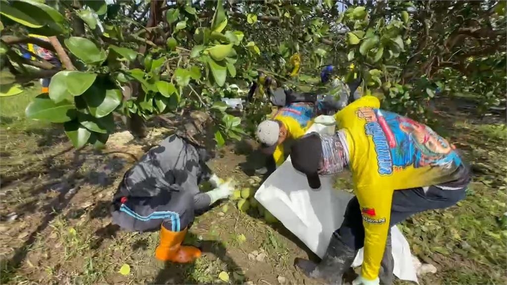 文旦受風災影響減產30% 柚農創意加工促銷催買氣