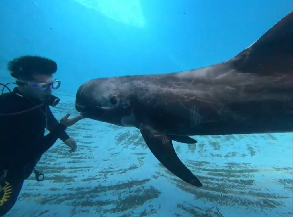 快新聞/海豚也過七夕!花紋海豚「小花」放閃 照護員甜蜜告白