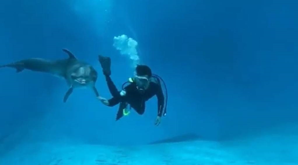 快新聞/海豚也過七夕!花紋海豚「小花」放閃 照護員甜蜜告白