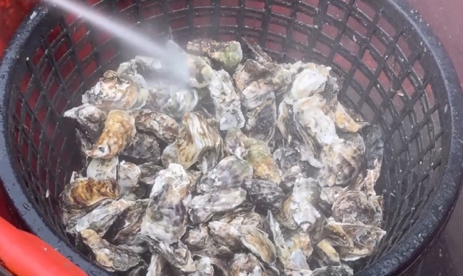 吃現撈！芳苑蚵仔Q彈有嚼勁　「蚵殼微開」烤出鮮滋味