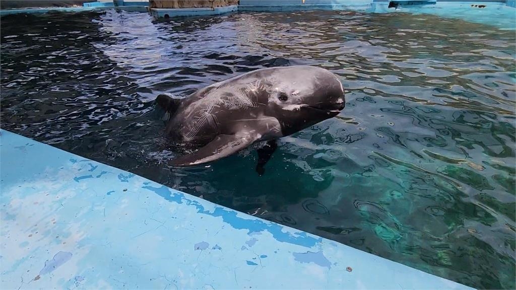 七夕不只情侶放閃　海豚「這樣做」高調放閃