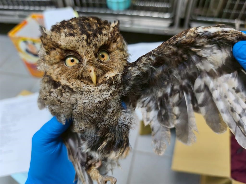 快新聞／深夜神明桌傳出「嗚嗚聲」！　瑞芳民宅驚見「他」