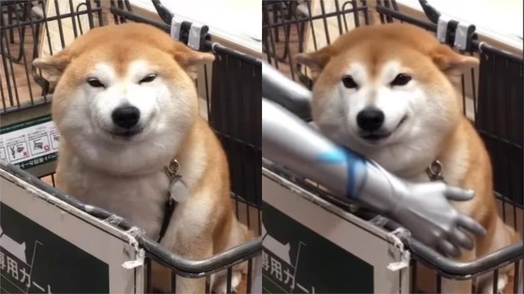 「不可以色色」迷因柴犬本尊驚傳離世！主人親證實：牠踏上彩虹橋了