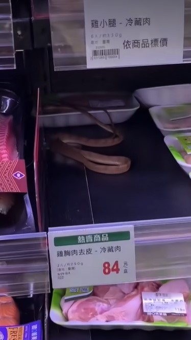 快新聞／有圖慎入！全聯「貨架上有蛇」　網笑：天氣太熱需避暑