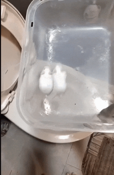  狠心女活丟10隻倉鼠「進馬桶全沖掉」！畫面流出網怒轟：會遭報應