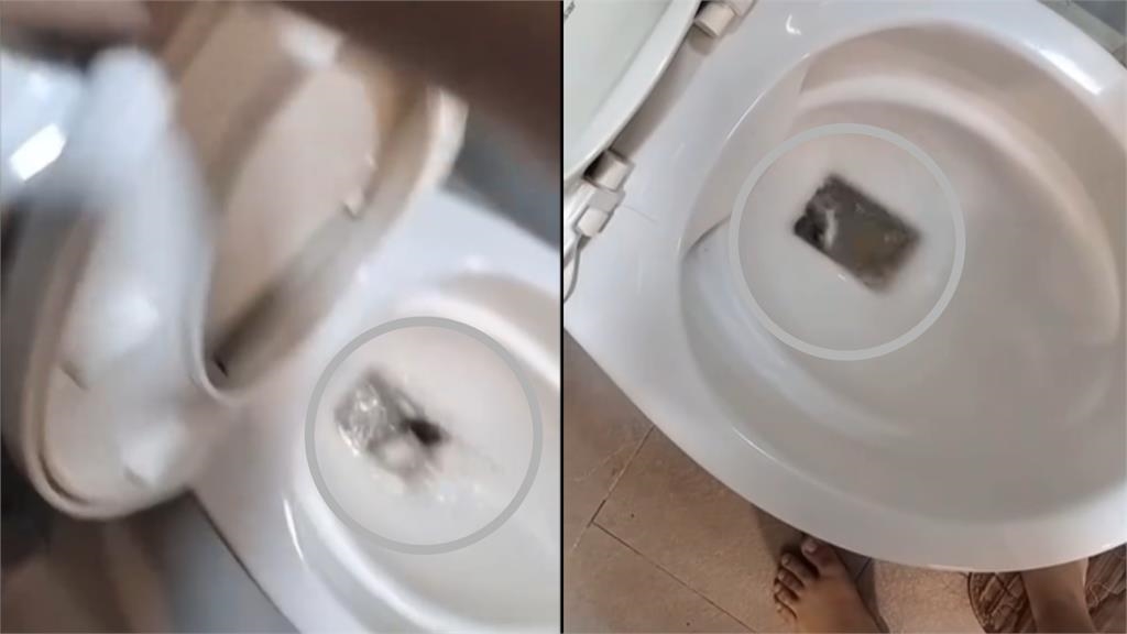  狠心女活丟10隻倉鼠「進馬桶全沖掉」！畫面流出網怒轟：會遭報應