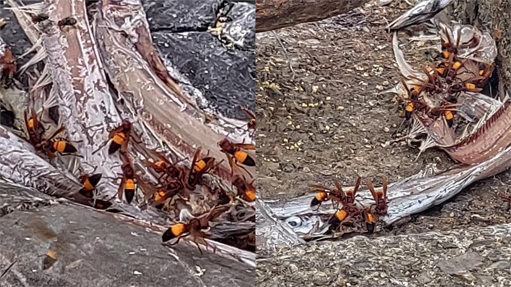 八斗子漁港驚現「超肥巨型蜂群」啃食魚屍！專家警：不是蜜蜂是「肉食性」物種