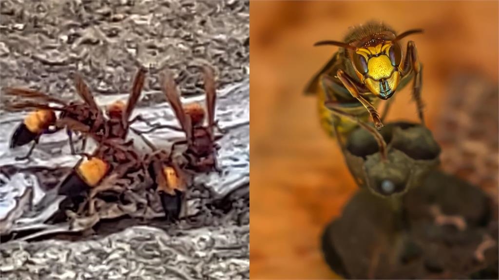 八斗子漁港驚現「超肥巨型蜂群」啃食魚屍！專家警：不是蜜蜂是「肉食性」物種