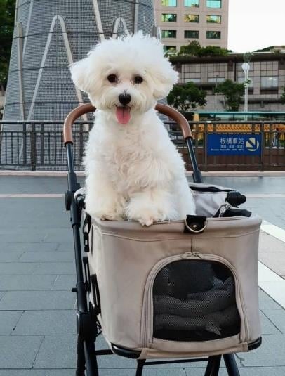 快新聞/毛孩爸媽注意!新北推「免裝籠」上公車 狗狗友善路線全曝光