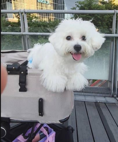 快新聞/毛孩爸媽注意!新北推「免裝籠」上公車 狗狗友善路線全曝光