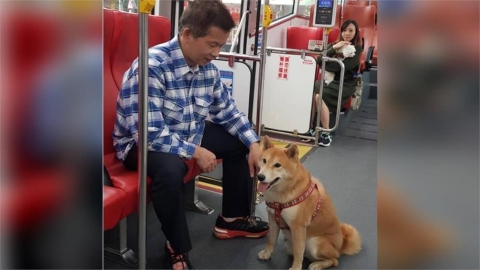 毛孩爸媽注意!新北推「免裝籠」上公車 狗狗友善路線全曝光
