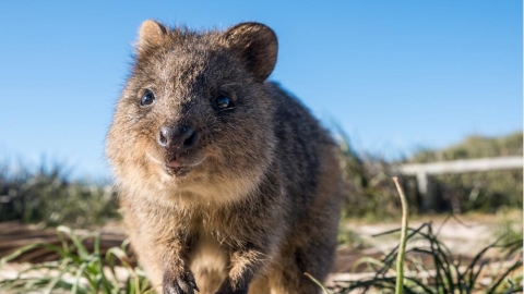 愉悅上線！營養師教你吃出天然多巴胺，對齊快樂矮袋鼠！