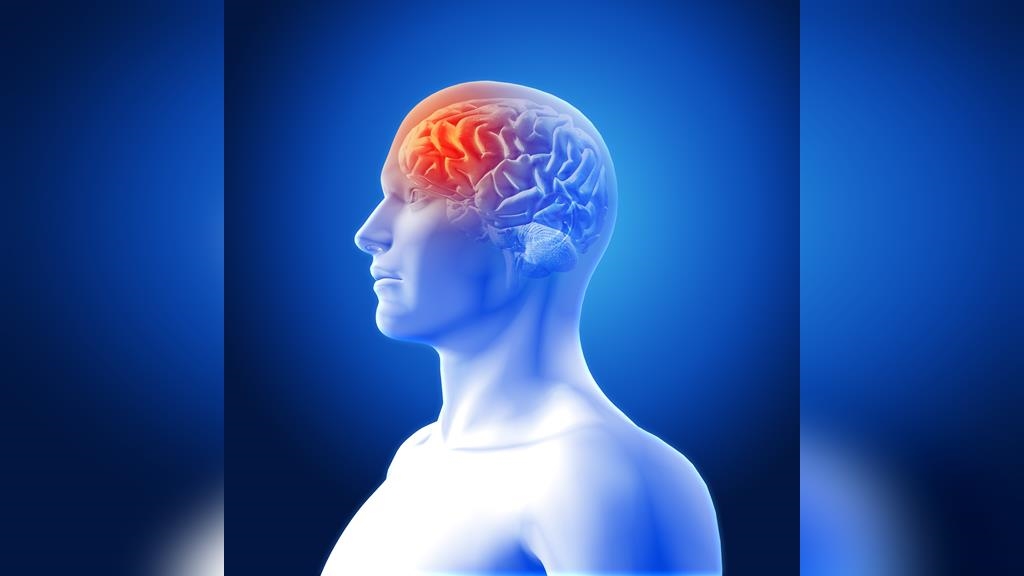 迷思破解／「這樣吃」能補腦嗎？！想聰明以形補形還是靠銀杏？ 