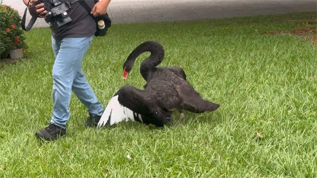 鵝太兇!興大新訓隊輔手冊列「防鵝攻略」 網友笑一片