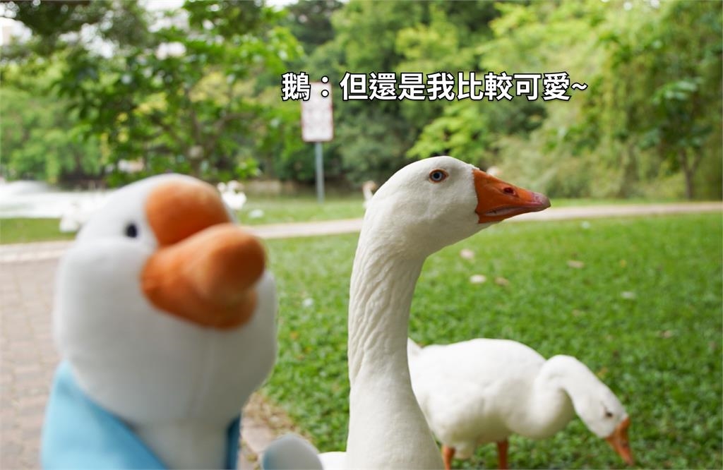 中興大學新生訓練列「鵝勢力SOP」！網笑：南有中山猴、中有中興鵝