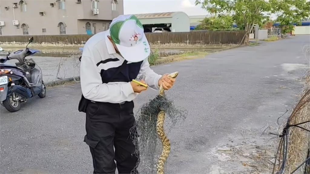 台南「雞蛋小偷」竟是1.6米臭青母!捕蛇達人揪「蛇窟」狂抓12隻破生涯紀錄