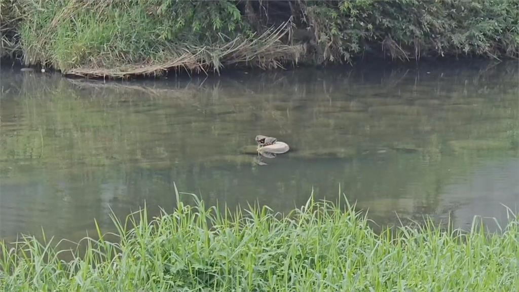 竹溪變黃河？自來水公司爆管「泥水流入溪」　魚蝦受害、南市府擬求償