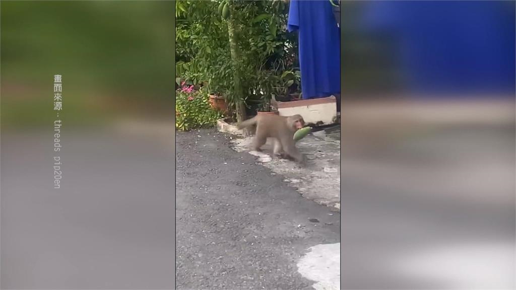 猴群闖入校園小學生超興奮　校方不敢大意宣導防範搶食