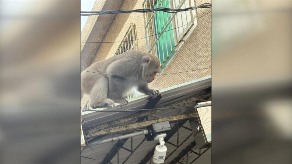 猴群闖入校園小學生超興奮　校方不敢大意宣導防範搶食
