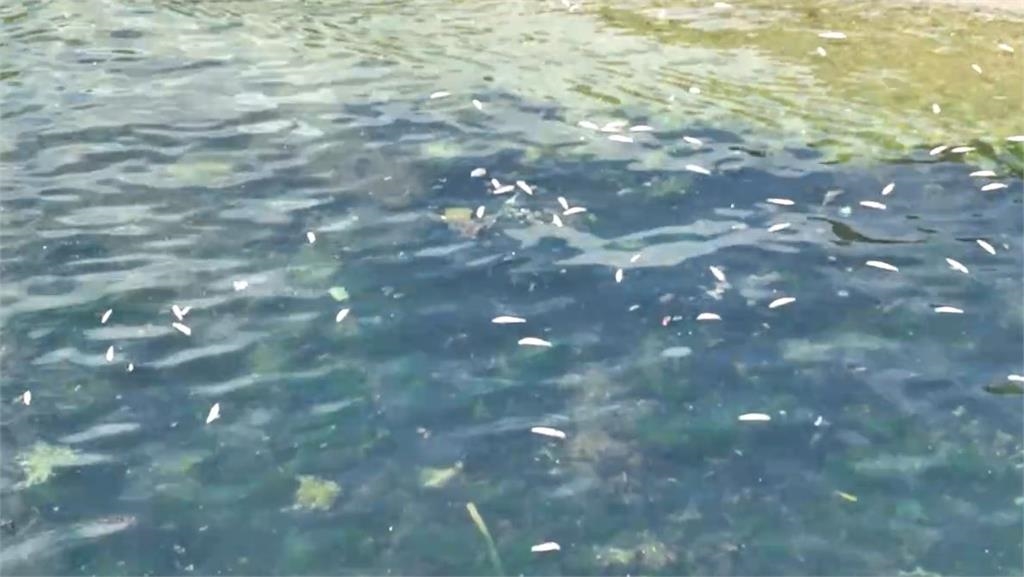 疑漁船炸魚? 潛水客赴龍洞灣潛水 發現大片死魚屍體