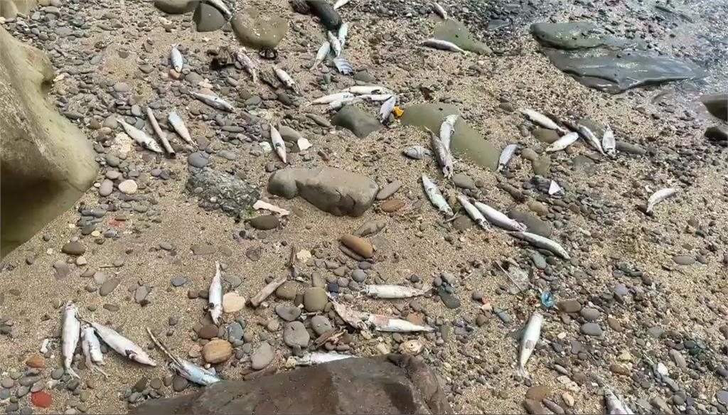 疑漁船炸魚? 潛水客赴龍洞灣潛水 發現大片死魚屍體