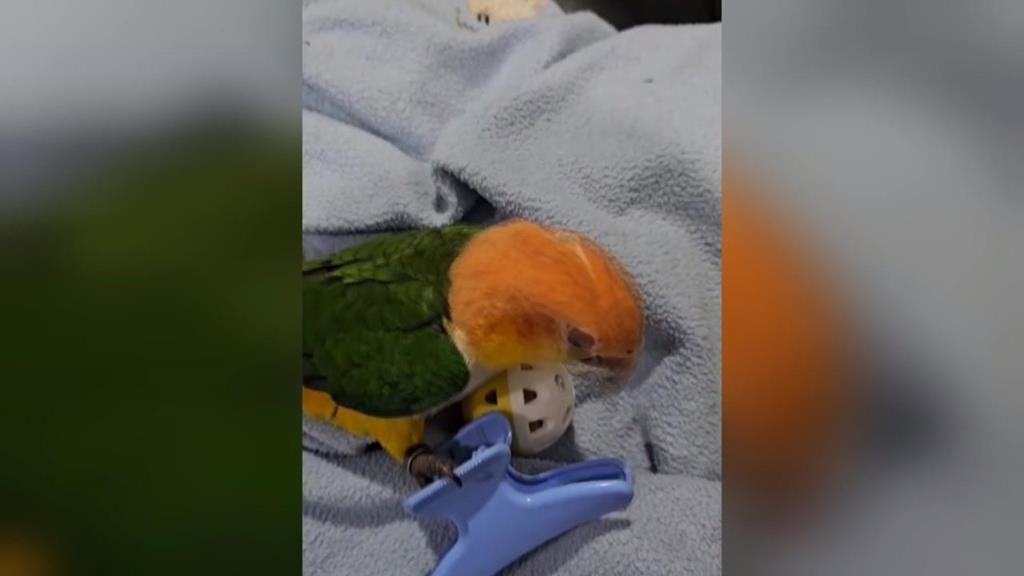 彰化鸚鵡小寶受驚飛走了　飼主祭「6萬6紅包」協尋