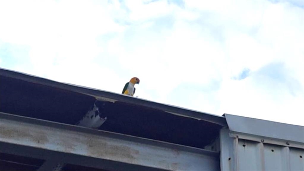 彰化鸚鵡小寶受驚飛走了 飼主祭「6萬6紅包」協尋