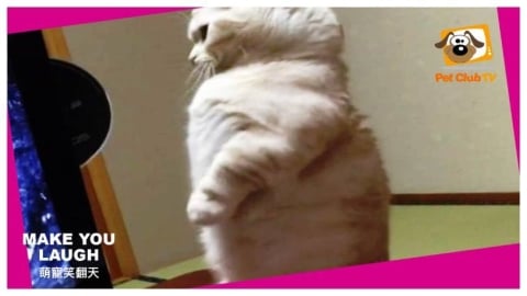 寵物TV《萌寵笑翻天》全新合輯　趣味片段溫暖登場
