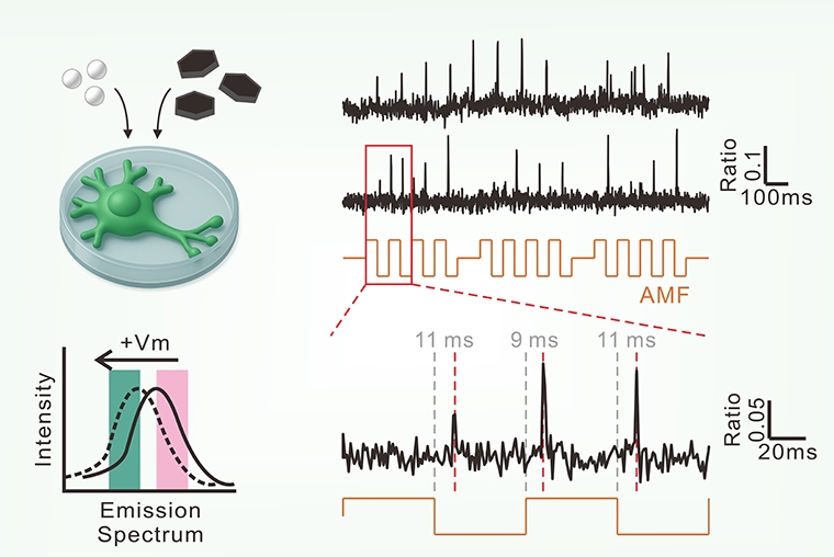 陽明交大研發「無線腦波精準調控」 盼助攻腦疾病治療