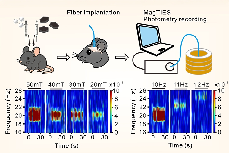 陽明交大研發「無線腦波精準調控」 盼助攻腦疾病治療