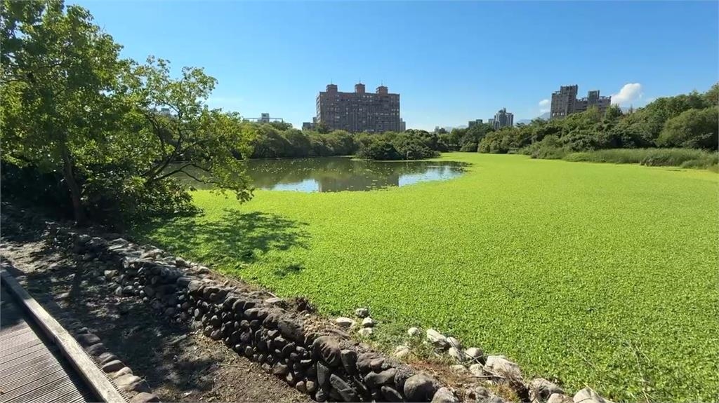 宜蘭羅東生態池「水芙蓉大爆發」　覆蓋約七成水面宛如「綠地毯」