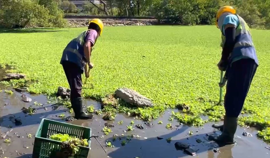 宜蘭羅東生態池「水芙蓉大爆發」　覆蓋約七成水面宛如「綠地毯」