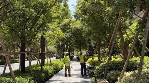 夏季熱島效應加劇　正確樹木管理是城市降溫與健康防線