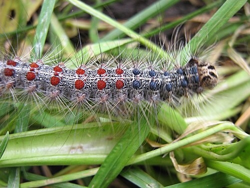 毛毛蟲排泄物也能泡茶?日本博士生研發「蟲糞茶」香氣迷人獲頒獎項