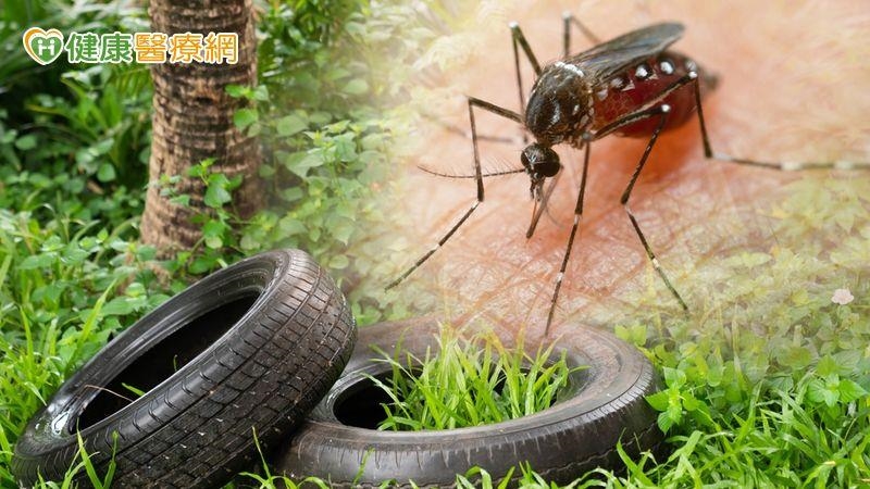助登革熱防治更精準！　「基因＋空間分析」破解病媒蚊擴散路徑