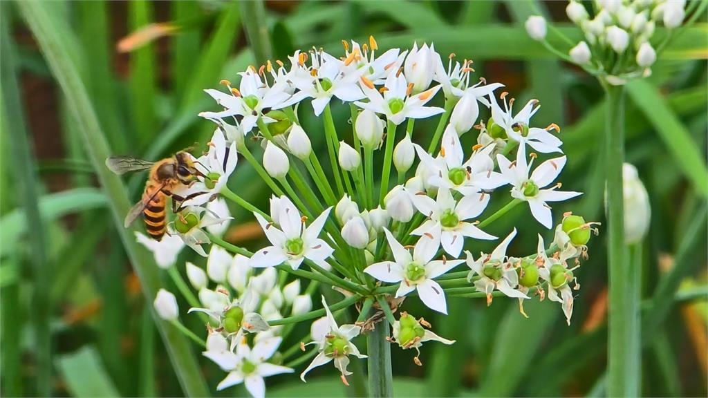 最美九月雪! 桃園大溪韭菜花季盛開 賞花吃韭菜料理